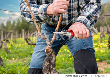 Farmer pruning the vine in winter. Agriculture. Farmer pruning the vine in winter. Agriculture. 123267015