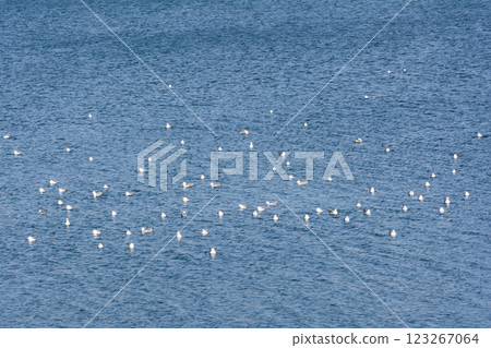 Wild birds on the lake. Wild ducks on the river. Seagulls on the water. Birds in the wild Wild birds on the lake. Wild ducks on the river. Seagulls on the water. Birds in the wild 123267064