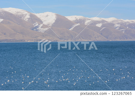 Wild birds on the lake. Wild ducks on the river. Seagulls on the water. Birds in the wild Wild birds on the lake. Wild ducks on the river. Seagulls on the water. Birds in the wild 123267065