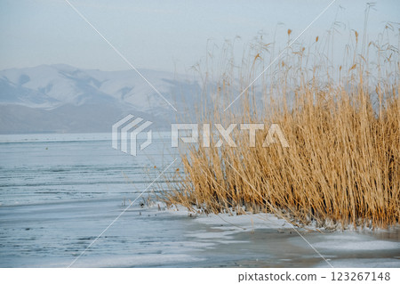 Frozen lake and snowy mountains. Tall grasses on the lake. Bamboo and frozen river. Beautiful winter landscape with lake and mountains. Ice lake	 123267148
