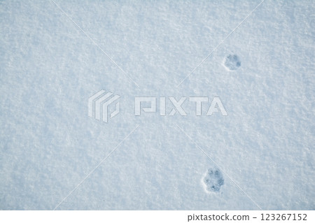 Dog footprint in the snow. Wolves' footsteps in the snow.	 123267152