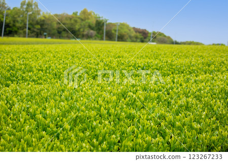 Fresh green tea plantation 123267233