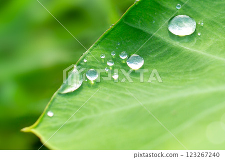 Polka dot Polka dot 123267240