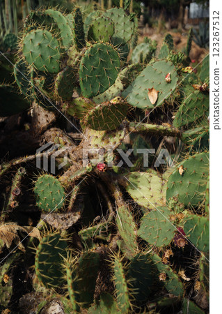 A group of prickly green cacti growing together in a natural outdoor environment, highlighting the A group of prickly green cacti growing together in a natural outdoor environment, highlighting the 123267512