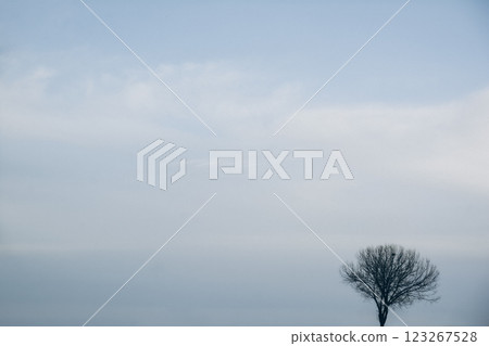 tree, winter, snow 123267528