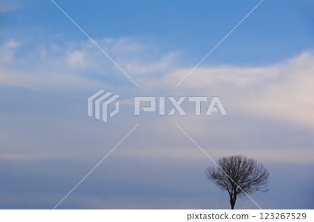 tree, winter, sky 123267529
