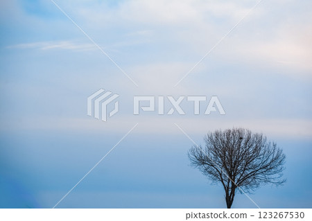 tree, winter, snow 123267530