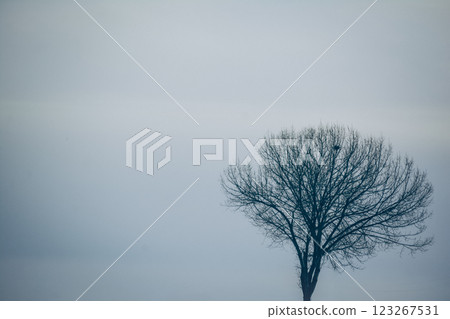 A tree in the winter forest. Lonely tree against the sky. Winter landscape with a naked tree. Abstract photo of the nature	 123267531