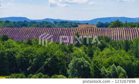 Summer landscape with lavender fields, France 123267896