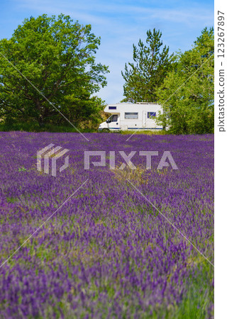 Caravan camping at lavender field, France Caravan camping at lavender field, France 123267897