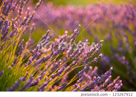 Lavender field at sunset light 123267912