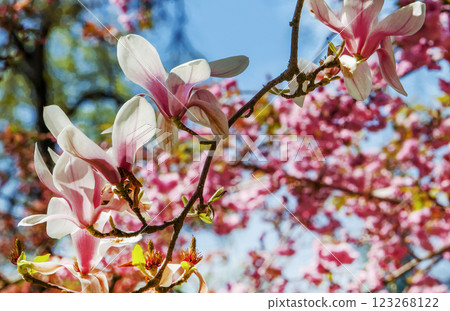 Awesome pink flowers of  magnolia tree 123268122
