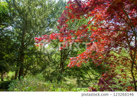 Amazing red leaves of red maple in Japanese garden - fantastic May in France Amazing red leaves of red maple in Japanese garden - fantastic May in France 123268146