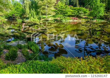 Clouds of topiary leaves of yew trees (taxus) in Japanese garden Clouds of topiary leaves of yew trees (taxus) in Japanese garden 123268147