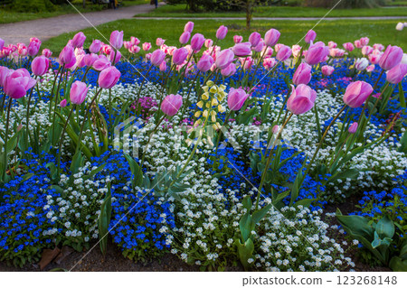Awe tulip field in Botanical garden in Cologne 123268148