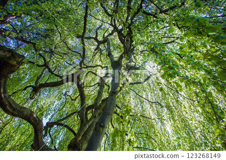 Awe view on beech tree in Albert-Kahn Japanese garden in Paris Awe view on beech tree in Albert-Kahn Japanese garden in Paris 123268149