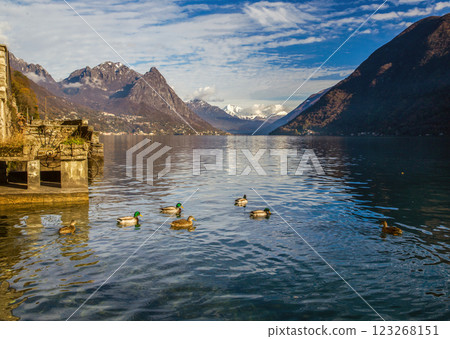 Panorama with ducks Lugano lake Panorama with ducks Lugano lake 123268151