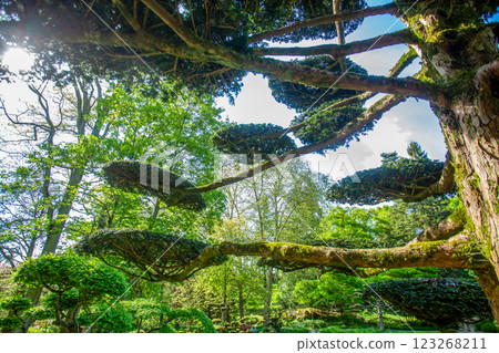 Clouds of topiary leaves of yew trees (taxus) in Japanese garden Clouds of topiary leaves of yew trees (taxus) in Japanese garden 123268211