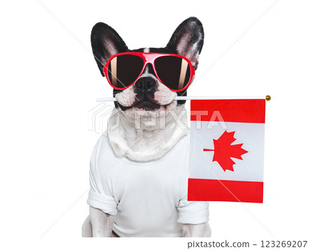 Charming puppy, sunglasses and Canadian Flag. Studio shot Charming puppy, sunglasses and Canadian Flag. Studio shot 123269207