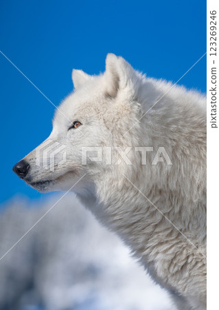 Arctic wolf against a background of blue sky and winter forest 123269246