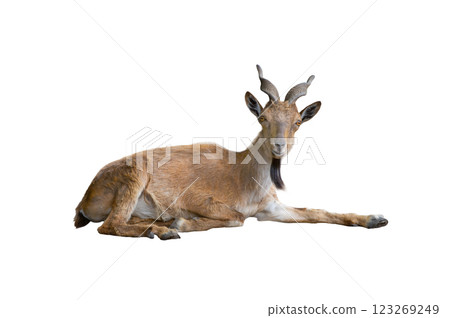 capra falconeri heptneri isolated on white background capra falconeri heptneri isolated on white background 123269249