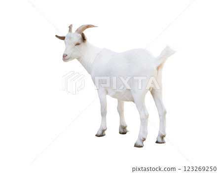 dwarf white goat isolated on white background 123269250