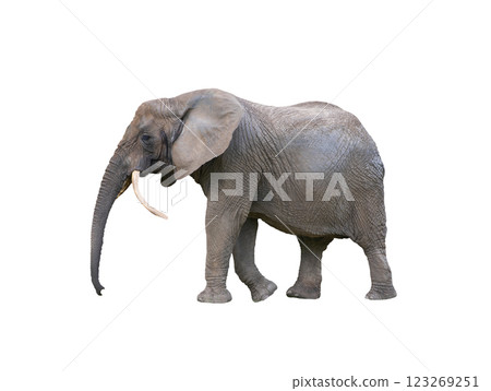 African elephant isolated on white background 123269251