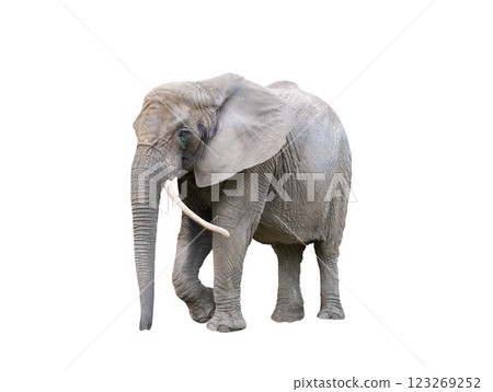 African elephant isolated on white background 123269252