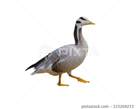 anser indicus goose isolated on white background 123269253