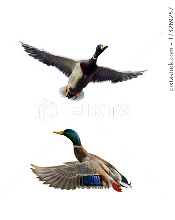 flying mallard isolated on white background flying mallard isolated on white background 123269257
