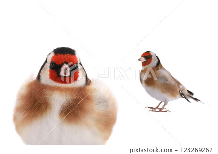 goldfinch isolated on white background 123269262