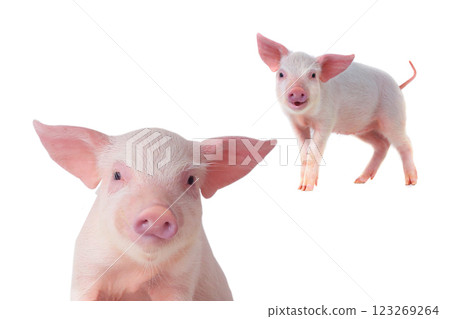 pig isolated on white background 123269264