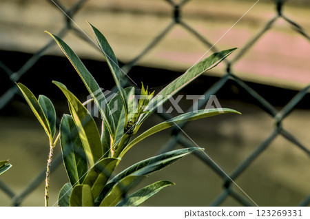 green plant a garden green plant a garden 123269331