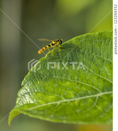 bee on a green leaf bee on a green leaf 123269352