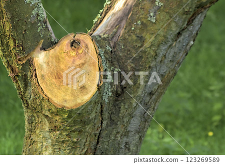 tree with cut branch 123269589
