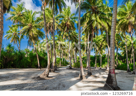 Luxury beach on Maldives island. A lot of coconut palm trees in sunny day Luxury beach on Maldives island. A lot of coconut palm trees in sunny day 123269716
