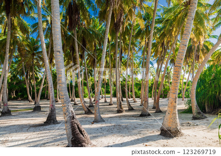 Luxury beach on Maldives island. A lot of coconut palm trees in sunny day Luxury beach on Maldives island. A lot of coconut palm trees in sunny day 123269719