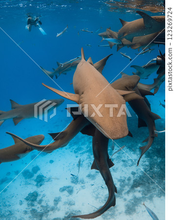 A lot of Nurse sharks swims underwater in blue sea in Maldives. 123269724