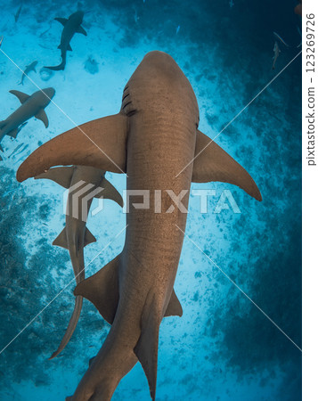 Nurse sharks swims underwater in blue ocean in Maldives. 123269726