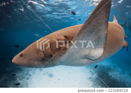 Nurse shark close up underwater in blue ocean in Maldives. Nurse shark close up underwater in blue ocean in Maldives. 123269728