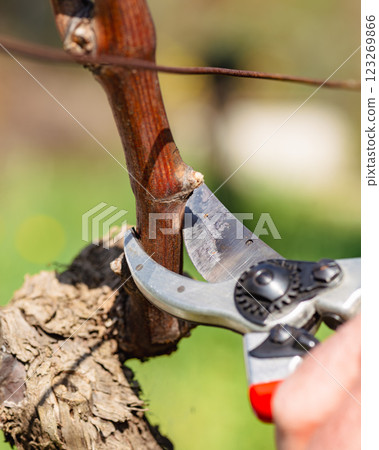 Farmer pruning the vine in winter. Agriculture. 123269866