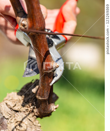 Farmer pruning the vine in winter. Agriculture. 123269869