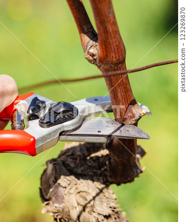Farmer pruning the vine in winter. Agriculture. Farmer pruning the vine in winter. Agriculture. 123269870