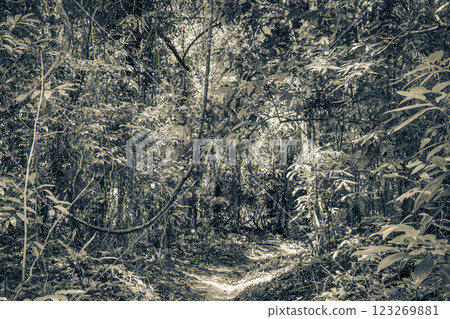 Hiking trail in natural tropical jungle forest Ilha Grande Brazil. 123269881