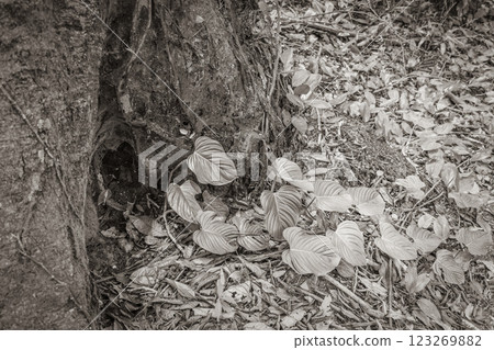 Plants trees flowers natural tropical jungle forest Ilha Grande Brazil. 123269882