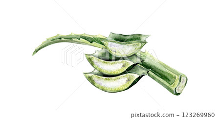 Watercolor illustration of a fresh aloe vera leaf with cut sections Watercolor illustration of a fresh aloe vera leaf with cut sections 123269960