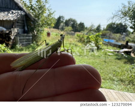 Green praying mantis resting on human hand in rural setting 123270094