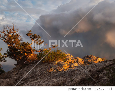 Juniper tree on a rock in the evening Juniper tree on a rock in the evening 123270241