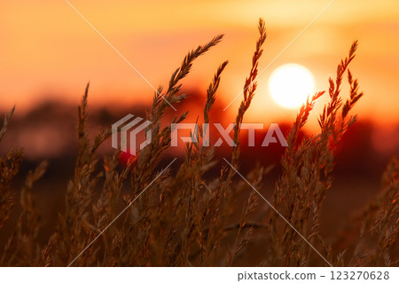 Grass heads' silhouettes in the orange light of the sunset in the field. 123270628