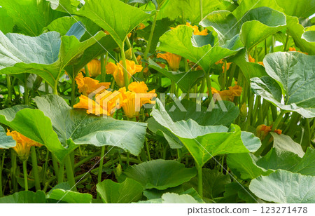 Pumpkin blossom in the field. Pumpkin blossom in the field. 123271478